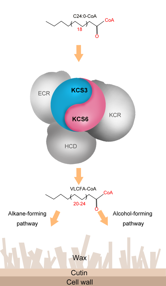 KCS 模式图